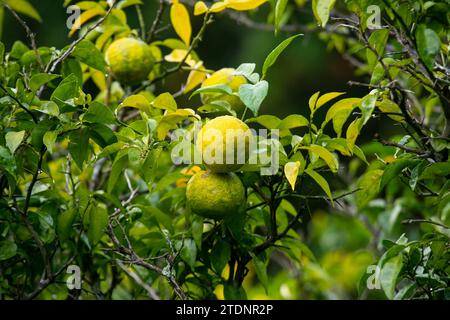 Grüne und gelbe Yuzu-Frucht in Japan. Yuzu oder Citrus Ichangensis ist eine Zitrusfrucht aus Ostasien. Es ist eine Hybride der Art Citrus ichangens Stockfoto