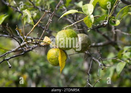 Grüne und gelbe Yuzu-Frucht in Japan. Yuzu oder Citrus Ichangensis ist eine Zitrusfrucht aus Ostasien. Es ist eine Hybride der Art Citrus ichangens Stockfoto