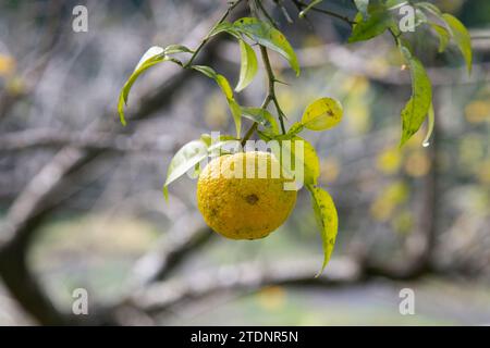 Grüne und gelbe Yuzu-Frucht in Japan. Yuzu oder Citrus Ichangensis ist eine Zitrusfrucht aus Ostasien. Es ist eine Hybride der Art Citrus ichangens Stockfoto