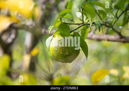 Grüne und gelbe Yuzu-Frucht in Japan. Yuzu oder Citrus Ichangensis ist eine Zitrusfrucht aus Ostasien. Es ist eine Hybride der Art Citrus ichangens Stockfoto