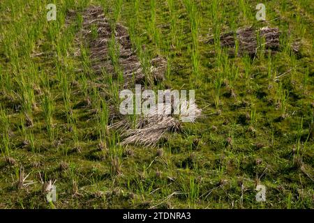 Reisfelder mitten in den Bergen der Präfektur Wakayama in Japan. Stockfoto