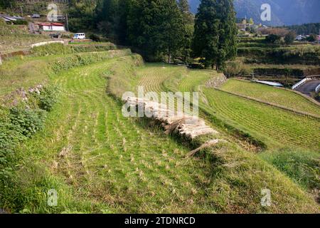 Reisfelder mitten in den Bergen der Präfektur Wakayama in Japan. Stockfoto