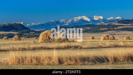 Panorama der Heuballen in folgenden Feldern Gipfel der Flint Creek Bereich in der Nähe von Avon, Montana Stockfoto