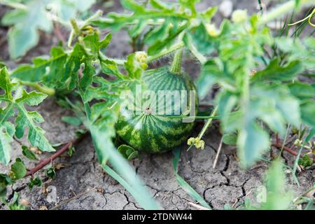 Kleine gestreifte grüne Wassermelone wächst und reift im Sommer auf einem Gartenbett Stockfoto