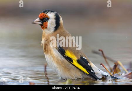 Europäischer Goldfink (Carduelis carduelis), der bei warmem Herbstwetter im Wasser eines kleinen Teiches baden kann Stockfoto