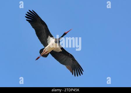 Schwarzstorch (ciconia nigra), der hoch im blauen Himmel mit breiten gespreizten Flügeln aufsteigt Stockfoto