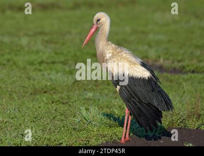 Der nasse Erwachsene Weißstorch (Ciconia ciconia) steht morgens mit offenen Flügeln auf dem gemähten Feld zum Trocknen Stockfoto