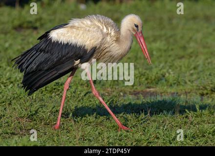 Reifer Weißstorch (Ciconia ciconia) spaziert im Frühjahr auf dem Mährasenfeld Stockfoto