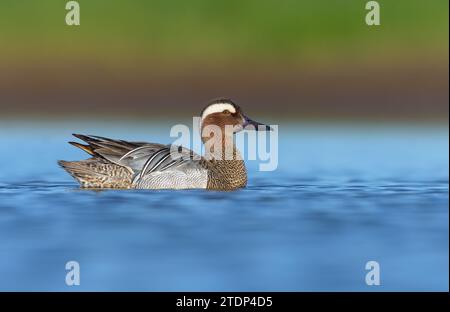 Glänzender männlicher Garganey (Spatula querquedula) schwimmt auf dem blauen, lebendigen Quellsee Stockfoto