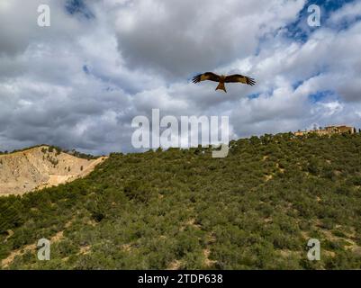 Ein roter Drachen (Milvus milvus) fliegt über den Wäldern von Puig de Monti-sion (Porreres, Mallorca, Balearen, Spanien) Stockfoto