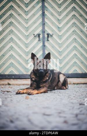 Arbeitslinie Deutscher Schäferhund (Elsässer) in der historischen Stadt Weitra, Waldviertel, Österreich Stockfoto