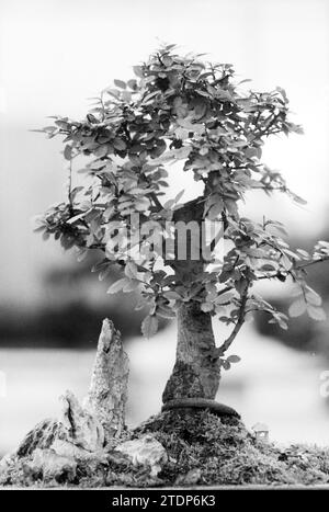 Bonsai Trees, 29.09.1991, Whizgle News from the Past, maßgeschneidert für die Zukunft. Erkunden Sie historische Geschichten, das Image der niederländischen Agentur aus einer modernen Perspektive, die die Lücke zwischen den Ereignissen von gestern und den Erkenntnissen von morgen überbrückt. Eine zeitlose Reise, die die Geschichten prägt, die unsere Zukunft prägen Stockfoto