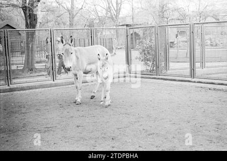 Report Artis, Report, 12-04-1972, Whizgle News from the Past, maßgeschneidert für die Zukunft. Erkunden Sie historische Geschichten, das Image der niederländischen Agentur aus einer modernen Perspektive, die die Lücke zwischen den Ereignissen von gestern und den Erkenntnissen von morgen überbrückt. Eine zeitlose Reise, die die Geschichten prägt, die unsere Zukunft prägen Stockfoto