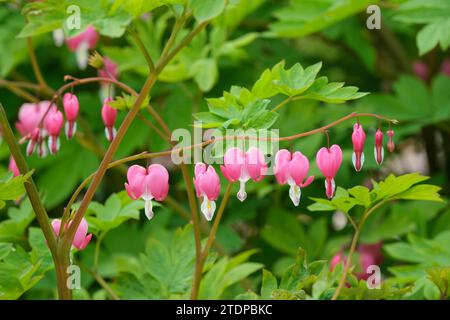 Lamprocapnos spectabilis, Blutendes Herz, asiatisches Blutherz, herzförmige, lila-rosa oder weiße Blüten Stockfoto