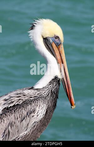 Nahaufnahme von Brown Pelican, der auf dem Anlegepfosten mit Meer im Hintergrund thront. Vertikales Format. Stockfoto