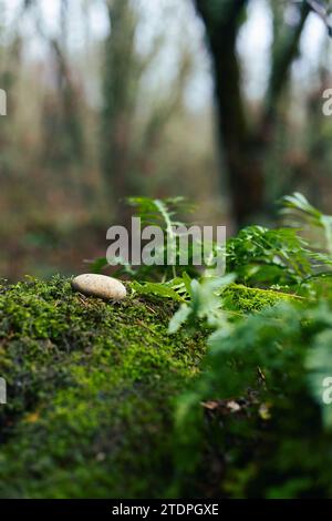 Ein glatter runder Stein auf einem moosigen Stumpf in einem Wald. Stockfoto