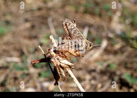 Kurzhörnige Heuschrecke (Calliptamus barbarus) Erwachsene (rechts) und Moltings oder Moltings. Dieses Foto wurde in der Nähe von Albi, Frankreich, aufgenommen. Stockfoto