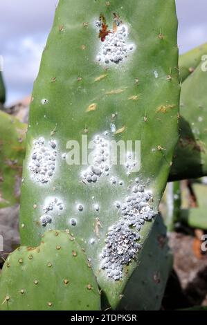 Cochineal (Dactylopius coccus) ist ein hemiptera-Insekt, aus dem Karmin gewonnen wird. Dieses Foto wurde in Guatiza, Lanzarote Island, Kanarienvogel I aufgenommen Stockfoto