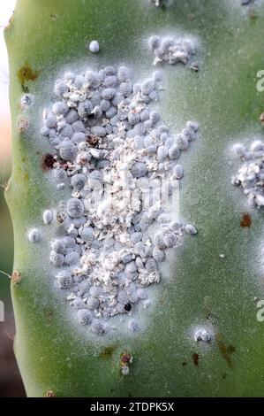 Cochineal (Dactylopius coccus) ist ein hemiptera-Insekt, aus dem Karmin gewonnen wird. Dieses Foto wurde in Guatiza, Lanzarote Island, Kanarienvogel I aufgenommen Stockfoto