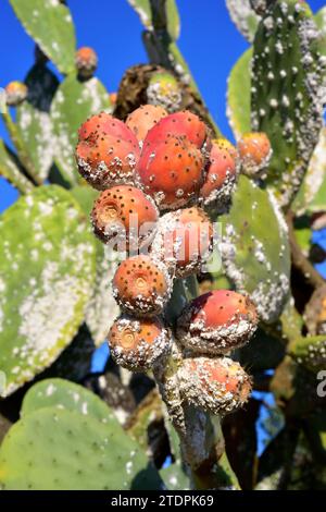 Cochineal (Dactylopius coccus) ist ein hemiptera-Insekt, aus dem Karmin gewonnen wird. Dieses Foto wurde in La Albera, Provinz Girona, Katalonien aufgenommen Stockfoto
