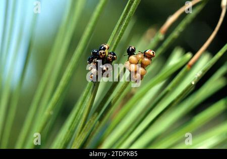 Schlehenkäfer (Dolycoris baccarum), Eier und Larven. Stockfoto