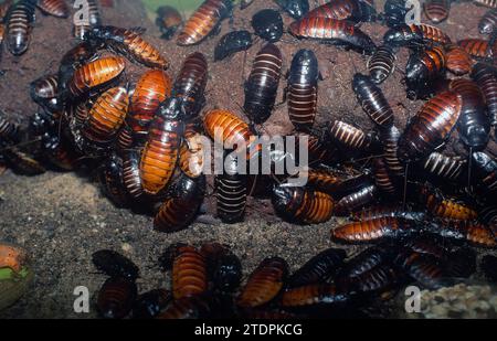 Madagaskar zischende Kakerlake (Gromphadorhina portentosa) ist eine große Krockschabe aus Madagaskar. Stockfoto