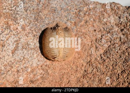 Gottesanbeterin (Gottesanbeterin). Dieses Foto wurde in La Albera, Provinz Girona, Katalonien, Spanien aufgenommen. Stockfoto