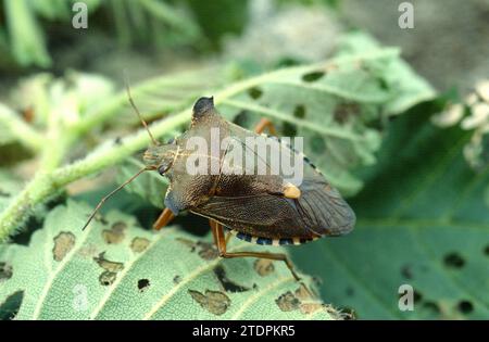 Rotbeinige Schildwanze (Pentatoma rufipes) ist in europäischen Wäldern beheimatet. Stockfoto