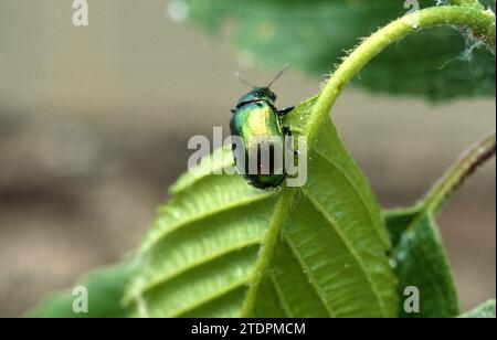 Chrysomela varians oder Chrysolina varians ist ein in Europa heimischer Blattkäfer. Stockfoto