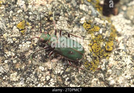 Grüner Tigerkäfer (Cicindela campestris) ist ein in Europa heimischer Bodenkäfer. Stockfoto