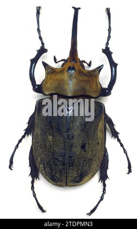 Elefantenkäfer (Megasoma elephas) ist ein großer Käfer, der von Mexiko bis Brasilien in Amerika beheimatet ist. Männlich. Stockfoto