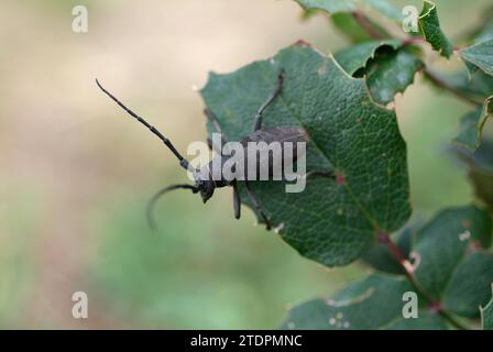 Der Käfer (Monochamus galloprovincialis) ist ein in Europa heimischer Langhornkäfer. Weiblich. Stockfoto