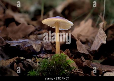 Ein Makrofoto, das einen gewöhnlichen Kopfhaubenpilz (Mycena galericulata) zeigt, der durch die Herbstblätter auf dem Waldboden wächst. Stockfoto