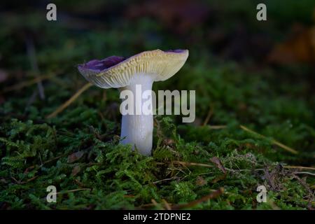 Ein Makrofoto eines Rusula-Pilzes, der durch Liken in einem Wald wächst. Stockfoto