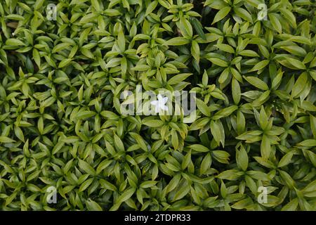 Die Draufsicht einer weißen, fünfblättrigen Mini-Crape-Jasminblüte blüht auf der Pflanze mit den gelblichen Blättern im Hintergrund. Diese Zwerg-cra Stockfoto