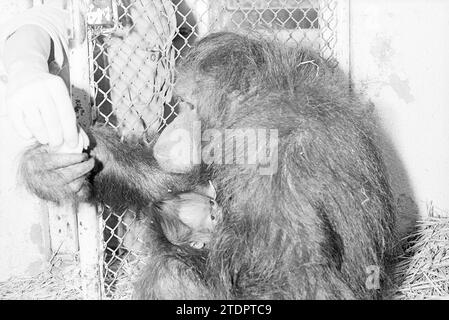 Report Artis, Report, 12-04-1972, Whizgle News from the Past, maßgeschneidert für die Zukunft. Erkunden Sie historische Geschichten, das Image der niederländischen Agentur aus einer modernen Perspektive, die die Lücke zwischen den Ereignissen von gestern und den Erkenntnissen von morgen überbrückt. Eine zeitlose Reise, die die Geschichten prägt, die unsere Zukunft prägen Stockfoto