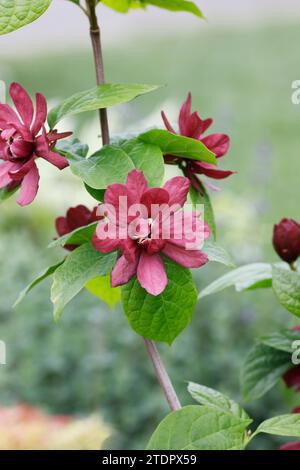 Calycanthus x raulstonii „Hartlage-Wein“ Stockfoto