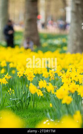 Blumen blühen im St James’s Park, Zentrum von London. Stockfoto