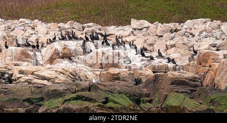 Nistkormorane (Nannopterum auritum) an der mit Guano bedeckten felsigen Küste des Atlantiks vor Maine, USA. Stockfoto