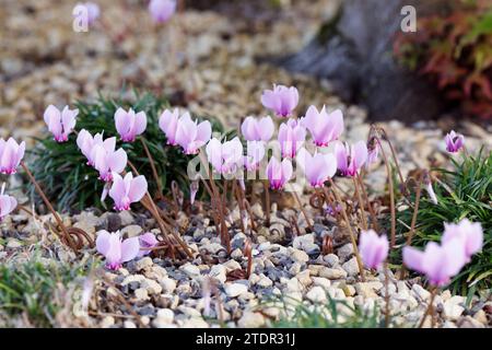 Cyclamen hederifolium im Garten Stockfoto