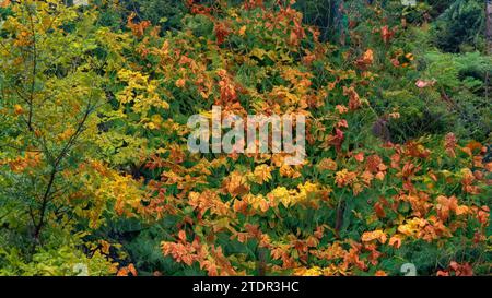 Herrlicher Herbst im Wald Stockfoto