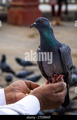 Isolierte Taube, die morgens am Handfinger des Mannes sitzt, um Nahrung aus verschiedenen Blickwinkeln zu essen Stockfoto