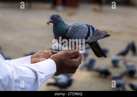 Isolierte Taube, die morgens am Handfinger des Mannes sitzt, um Nahrung aus verschiedenen Blickwinkeln zu essen Stockfoto