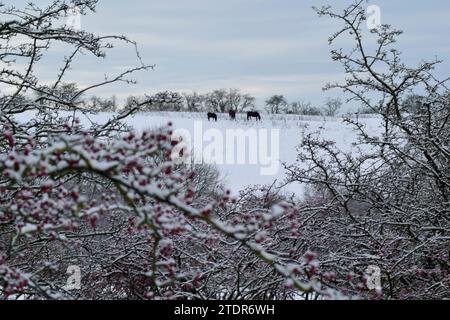 Weihnachten Winterszene Pferde stehen im Mittelpunkt auf schneebedeckten Feldern im Hintergrund, während im Vorfeld rote Beeren mit Schnee bedeckt sind . Stockfoto