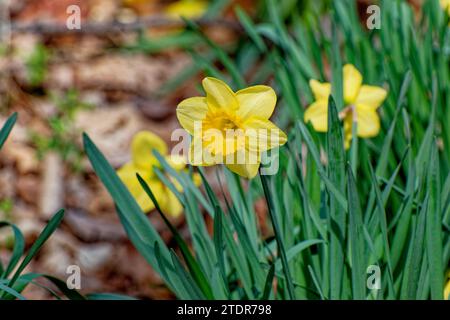 Die kräftigen gelben Narzissen sind vollständig geöffnet und wachsen wild im Wald an einem hellen sonnigen Tag in der Nähe des Frühjahrs Stockfoto