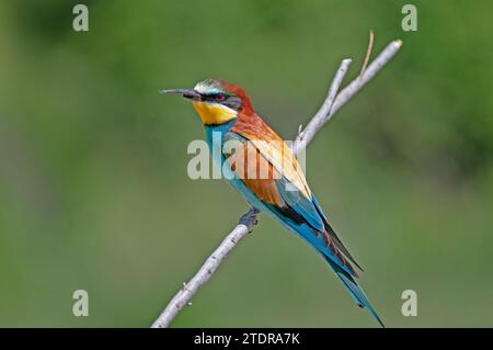 Europäischer Bienenfresser mit gebrochenem Schnabel, Merops-Bienenpiaster auf Zweig. Grüner Hintergrund. Farbenfrohe Vögel. Stockfoto