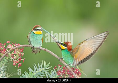 Europäischer Bienenfresser, Merops-Bienenpiaster, mit ausgebreiteten Flügeln. Grüner Hintergrund. Farbenfrohe Vögel. Stockfoto