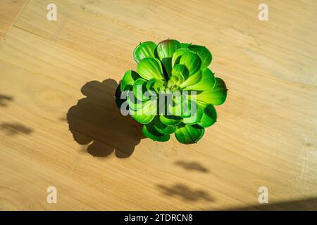 Eine schöne und grüne Aeonium arboreum Sukkulent Pflanze. Wunderschöne grüne Rosetten und Blätter eines Aeonium haworthii, auch bekannt als Pinwheel, wachsen in Stockfoto