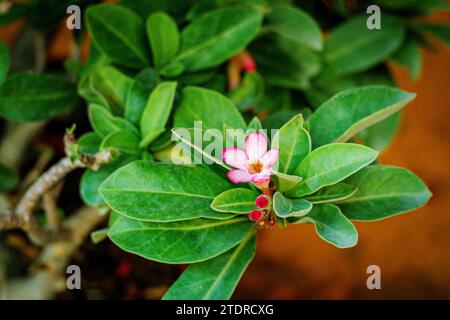 Wüstenrosenblume (andere Namen sind Wüstenrose, Mock Azalea) im Topfgarten. Es hat rosa Blüten mit 5 Blütenblättern, kegelförmige Unterseite mit Wassertropfen. Stockfoto
