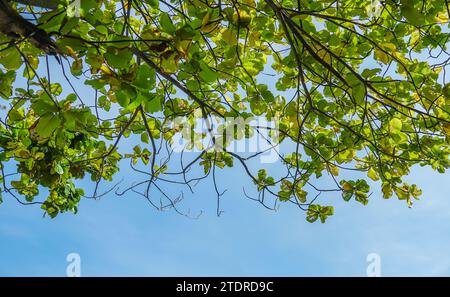 Terminalia catappa gebräuchliche Namen Landmandel, Indische Mandel, Malabar-Mandel und tropische Mandel. Mit frischen grünen Blättern unter dem Baum Stockfoto